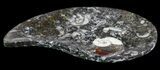 Teardrop Fossil Goniatite Dish - Stoneware #62431-1
